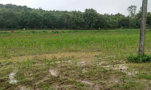 Karnataka : लगातार बारिश से फसल को नुकसान