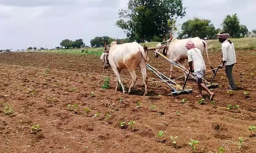 Talikota : क्षेत्र में भारी बारिश, फसलें सूख गई Talikota : क्षेत्र में भारी बारिश, फसलें सूख गई