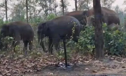 Siliguri में हाथी ने महिला को कुचलकर मार डाला, मानव-हाथी संघर्ष की आशंका