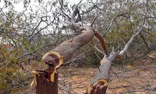 Rajendranagar में 20 एकड़ में फैले पेड़ों को काटा गया, छात्रों ने वनों की कटाई के खिलाफ प्रदर्शन किया Rajendranagar में 20 एकड़ में फैले पेड़ों को काटा गया, छात्रों ने वनों की कटाई के खिलाफ प्रदर्शन किया