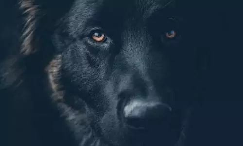 सेना के डॉक्टर ने शुरू की लापता डॉग की तलाश, बेंगलुरु लौटे घर