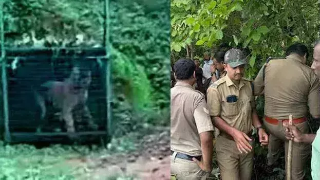 Kerala: कालिकावु में टैपिंग स्टाफ को मारने वाले बाघ को पकड़ा गया; 53 वें दिन उद्यम बंद