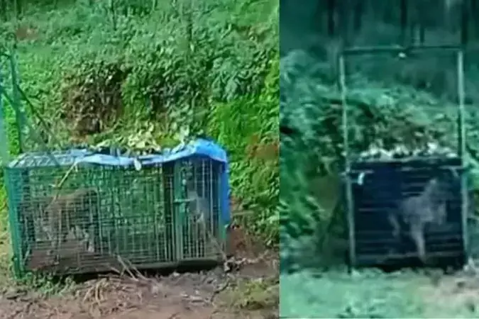 दो महीने की खोज के बाद Malappuram  के कलिकावु में आदमखोर बाघ पकड़ा गया