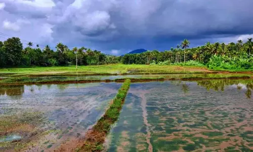 कोडुंगा में किसानों ने बहाए आंसू; बारिश में धान की खेती बर्बाद
