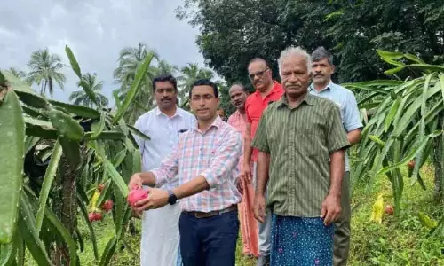 Kerala : सलीम ने ड्रैगन फ्रूट की खेती से कमाए एक लाख Kerala : सलीम ने ड्रैगन फ्रूट की खेती से कमाए एक लाख