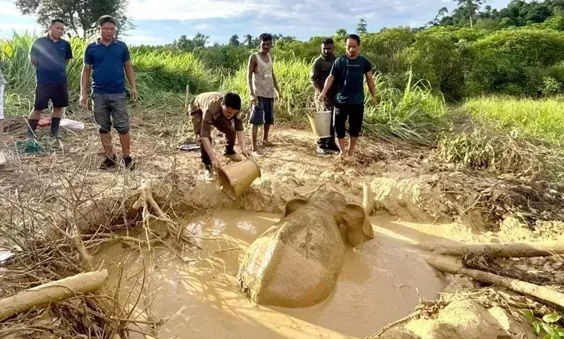 Arunachal: वन अधिकारियों ने देवमाली में जंगली हाथी के बच्चे को बचाया Arunachal: वन अधिकारियों ने देवमाली में जंगली हाथी के बच्चे को बचाया