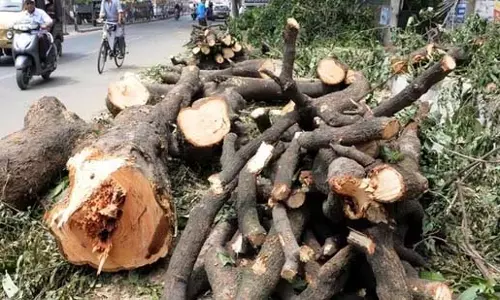 Bengaluru : पेड़ों की कटाई को लेकर सोशल मीडिया पर बहस छिड़ी