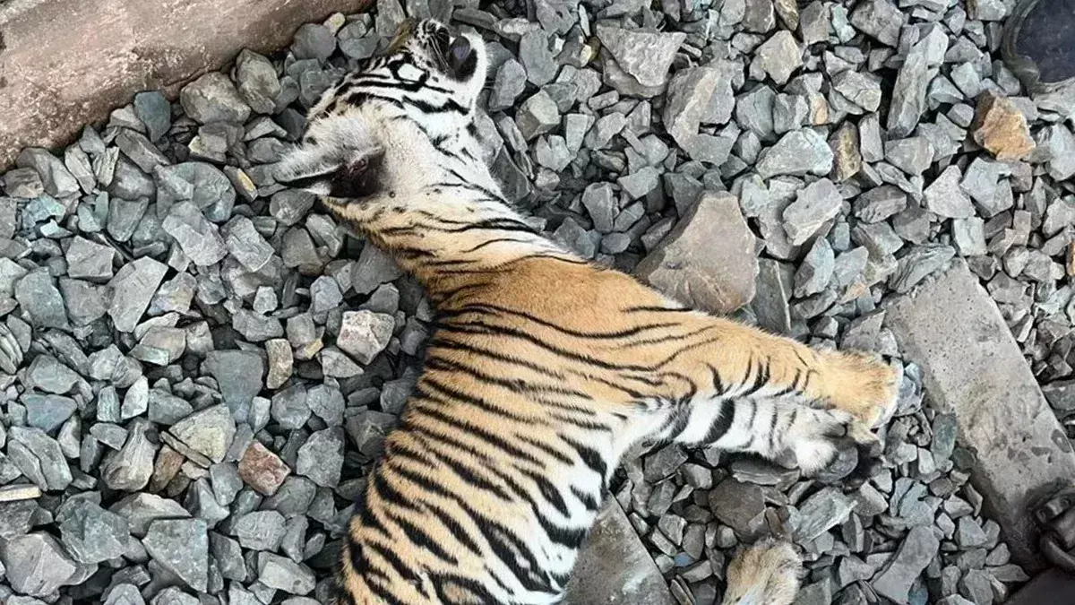 Satna: ट्रेन से टकराकर बाघ शावक घायल, मुकुंदपुर जू में इलाज जारी