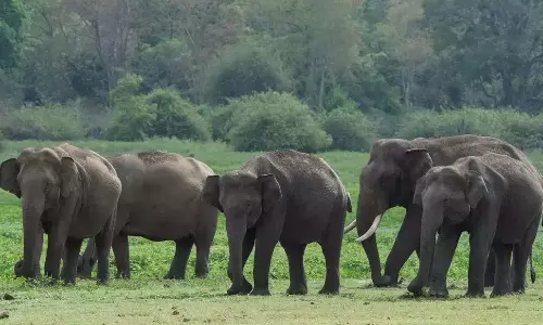 Andhra: दक्षिणी राज्यों में हाथियों से निपटने के लिए केंद्र की कार्य योजना Andhra: दक्षिणी राज्यों में हाथियों से निपटने के लिए केंद्र की कार्य योजना