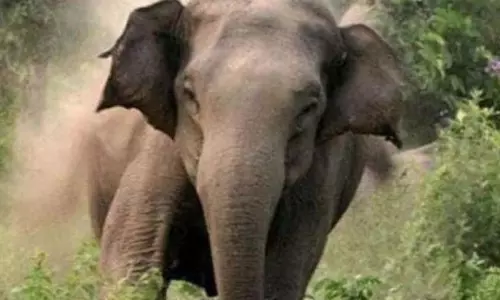 Rourkela : बारूदी सुरंग विस्फोट, घायल हाथी का बच्चा नहीं बच पाया