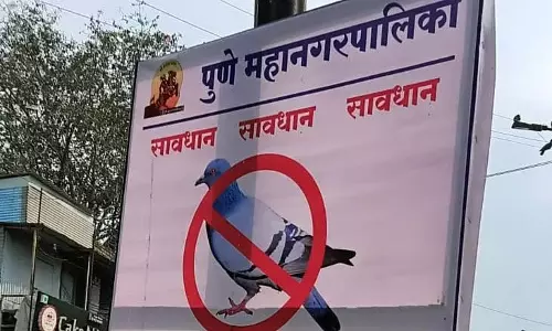 कबूतरों को दाना खिलाने पर जुर्माना नहीं, PMC का दावा, निवासियों का विरोध