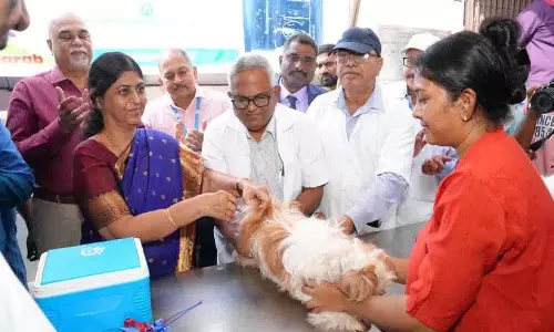 पालतू जानवरों को रेबीज़ से बचाव के लिए टीका लगवाना चाहिए