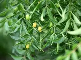 Health: नीम के पत्ते चबाने से शरीर पर क्या होता है असर, सेहत के लिए वरदान साबित होगी ये औषधि Health: नीम के पत्ते चबाने से शरीर पर क्या होता है असर, सेहत के लिए वरदान साबित होगी ये औषधि