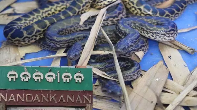 Bhubaneswar : नंदनकानन चिड़ियाघर में 11 पीले एनाकोंडा ने जन्म लिया Bhubaneswar : नंदनकानन चिड़ियाघर में 11 पीले एनाकोंडा ने जन्म लिया