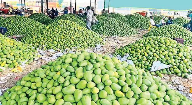 Andhra : अब तक 3.08 लाख टन आम की खरीद हो चुकी Andhra : अब तक 3.08 लाख टन आम की खरीद हो चुकी