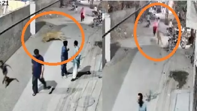 भागे हुए पालतू शेर ने लाहौर की सड़कों पर लोगों को दौड़ाया, CCTV फुटेज में हमला कैद भागे हुए पालतू शेर ने लाहौर की सड़कों पर लोगों को दौड़ाया, CCTV फुटेज में हमला कैद