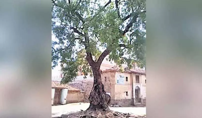 पेड़ प्यार का अटूट प्रतीक है! एक नया पौधा गिरे हुए पेड़ की जगह लेता पेड़ प्यार का अटूट प्रतीक है! एक नया पौधा गिरे हुए पेड़ की जगह लेता