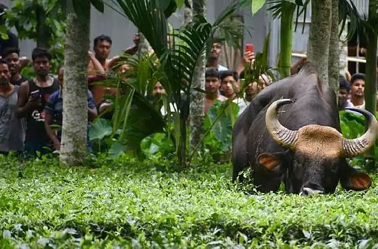 गांव में बाइसन के दो समूहों के हमले में छह लोग घायल गांव में बाइसन के दो समूहों के हमले में छह लोग घायल