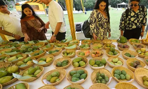 दिल्ली महोत्सव में 500 से अधिक आम की किस्में प्रदर्शित