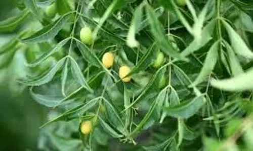 Health: नीम के पत्ते चबाने से शरीर पर क्या होता है असर, सेहत के लिए वरदान साबित होगी ये औषधि Health: नीम के पत्ते चबाने से शरीर पर क्या होता है असर, सेहत के लिए वरदान साबित होगी ये औषधि