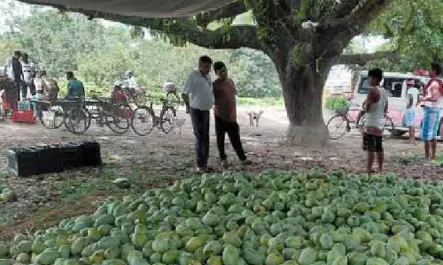 Malda आम को बड़ा बाजार मिलने की उम्मीद, व्यापारियों ने डीएम से फलों के व्यापक निर्यात की अपील की