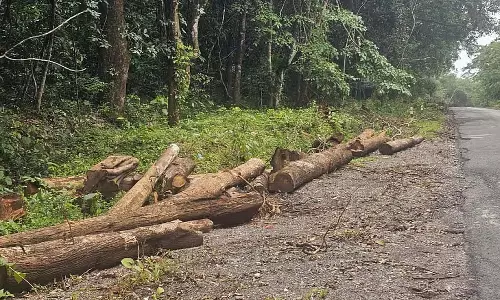 सड़क विस्तार: 300 पेड़ काटे जाएंगे सड़क विस्तार: 300 पेड़ काटे जाएंगे