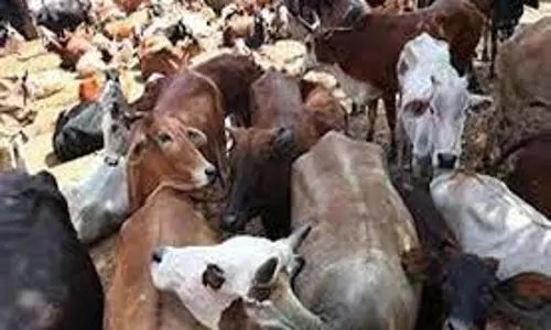 पुंछ में गोवंश तस्करी के 3 प्रयास विफल पुंछ में गोवंश तस्करी के 3 प्रयास विफल
