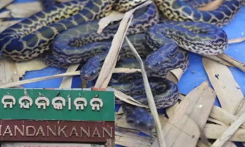 Bhubaneswar : नंदनकानन चिड़ियाघर में 11 पीले एनाकोंडा ने जन्म लिया