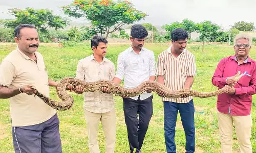 Shahpur : अजगर को बचाकर जंगल में स्थानांतरित किया गया