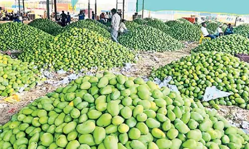 Andhra : अब तक 3.08 लाख टन आम की खरीद हो चुकी