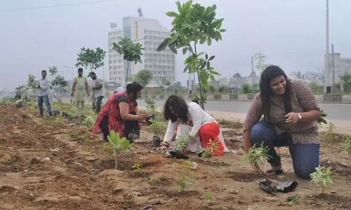 Ludhiana: पौधे लगाने से ज्यादा महत्वपूर्ण है उनका पालन-पोषण