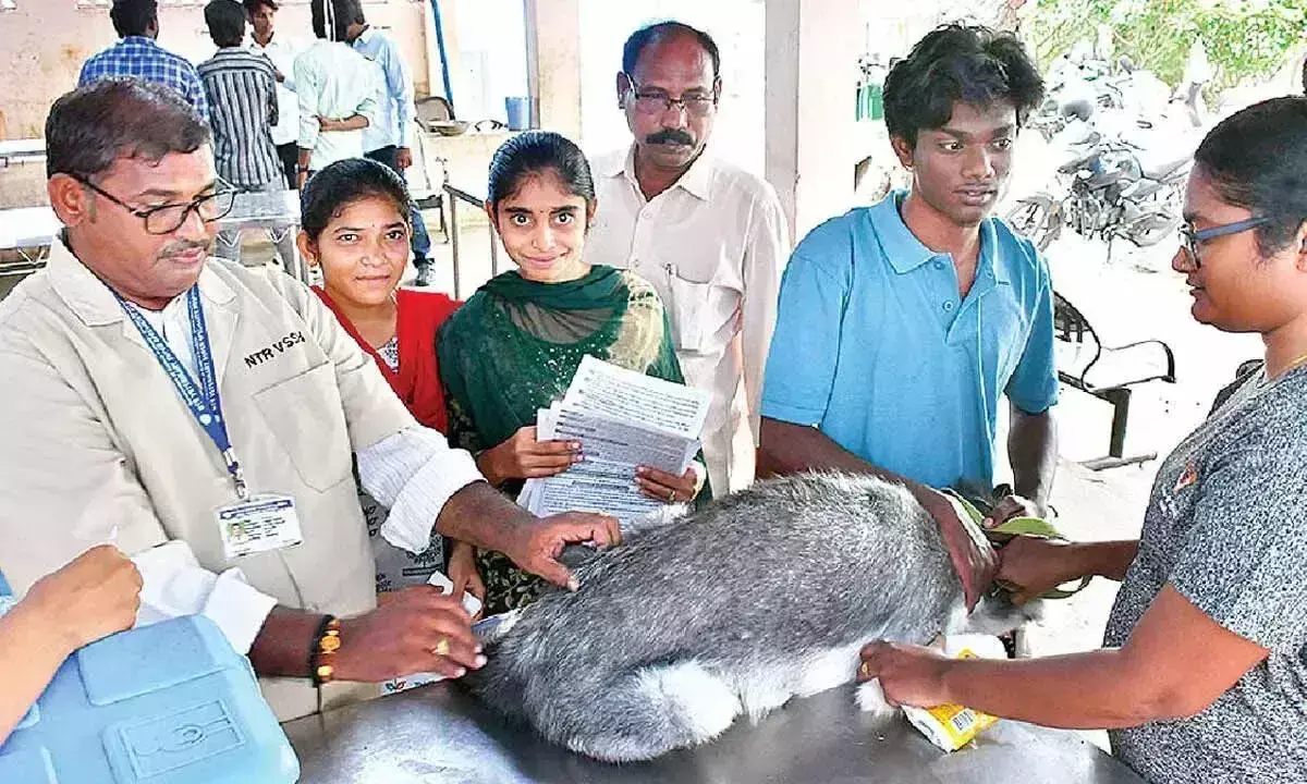 Andhra: विश्व जूनोसिस दिवस पर 560 से अधिक कुत्तों का टीकाकरण किया गया