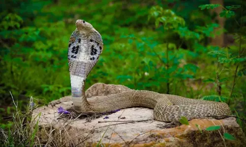 Kerala की महिला वन अधिकारी ने छह मिनट में बचाया पहला किंग कोबरा Kerala की महिला वन अधिकारी ने छह मिनट में बचाया पहला किंग कोबरा