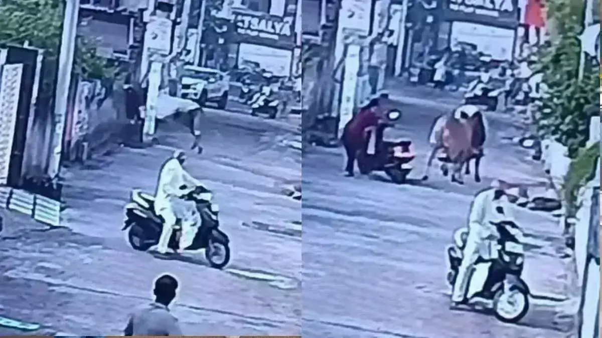 Rewari: दो सांडों की लड़ाई ने ढहा दी मकान की दीवार