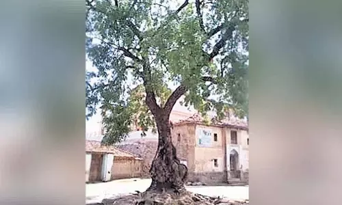 पेड़ प्यार का अटूट प्रतीक है! एक नया पौधा गिरे हुए पेड़ की जगह लेता