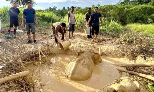Assam: अरुणाचल के देवमाली में कीचड़ भरे गड्ढे से जंगली हाथी का बच्चा बचाया गया