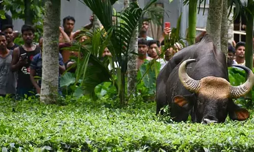 गांव में बाइसन के दो समूहों के हमले में छह लोग घायल गांव में बाइसन के दो समूहों के हमले में छह लोग घायल