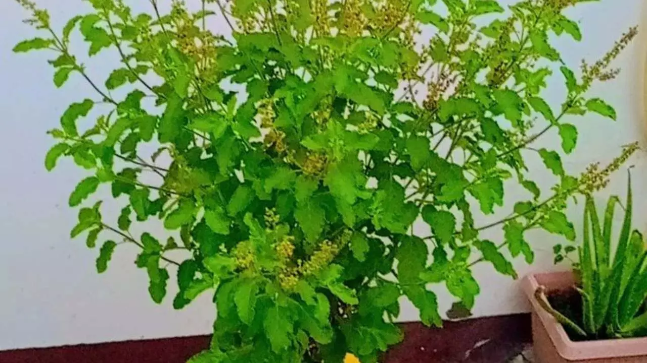 Tulsi Puja in Sawan: सावन में तुलसी से करें ये आसान उपाय, जीवन में आएगी सुख-शांति और समृद्धि Tulsi Puja in Sawan: सावन में तुलसी से करें ये आसान उपाय, जीवन में आएगी सुख-शांति और समृद्धि