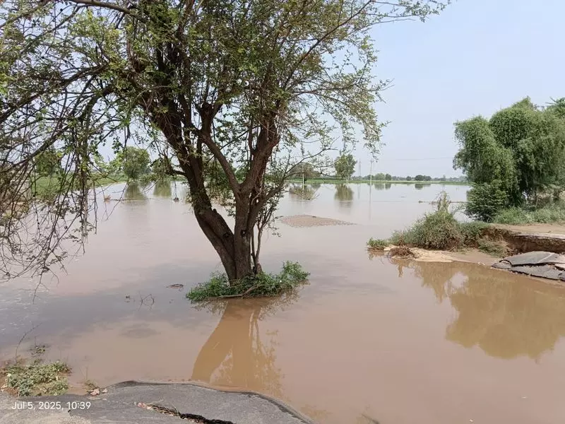 Haryana : सिरसा में नहर का पानी खेतों में भरने से किसान परेशान Haryana : सिरसा में नहर का पानी खेतों में भरने से किसान परेशान