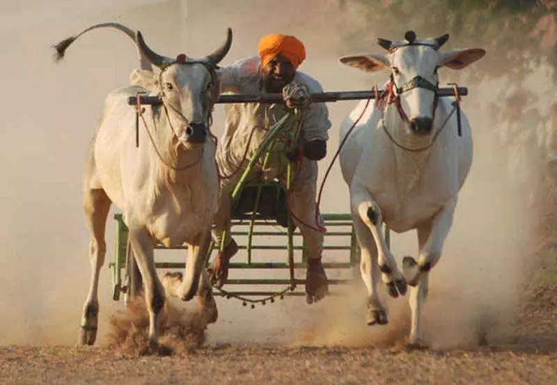 Punjab: सरकार ने ग्रामीण खेल आयोजनों में बैलगाड़ी दौड़ का रास्ता साफ किया Punjab: सरकार ने ग्रामीण खेल आयोजनों में बैलगाड़ी दौड़ का रास्ता साफ किया