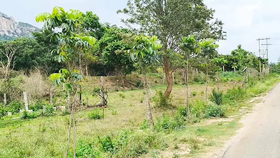 Tumkur : ग्रीन विलेज परियोजना के तहत लगाए गए 10,000 पेड़ सूख गए और जीर्ण-शीर्ण हो गए Tumkur : ग्रीन विलेज परियोजना के तहत लगाए गए 10,000 पेड़ सूख गए और जीर्ण-शीर्ण हो गए