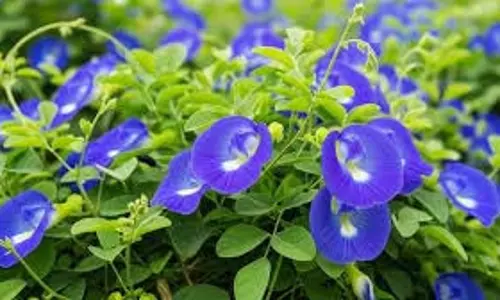 Aprajita Planting At Home: सिर्फ सजावट के लिए नहीं, सेहत के लिए भी है फायदेमंद, आज ही घर पर उगाएं अपराजिता फूल Aprajita Planting At Home: सिर्फ सजावट के लिए नहीं, सेहत के लिए भी है फायदेमंद, आज ही घर पर उगाएं अपराजिता फूल