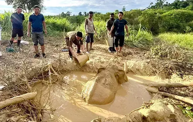 Arunachal: देवमाली में जंगली हाथी के बच्चे को बचाया गया