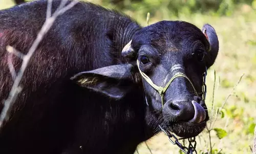 Karnataka: जंगली भैंस के हमले में किसान की मौत