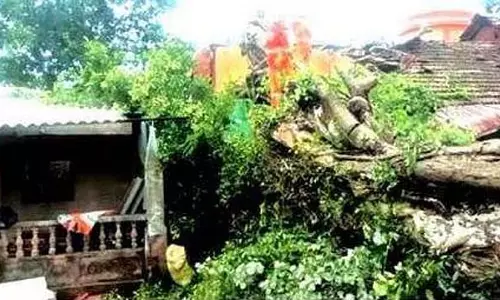 Talvalim में सदियों पुराना पीपल का पेड़ उखड़ गया, दो घरों को नुकसान पहुंचा