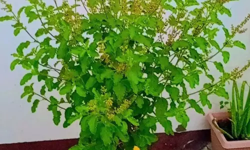 Tulsi Puja in Sawan:  सावन में तुलसी से करें ये आसान उपाय, जीवन में आएगी सुख-शांति और समृद्धि