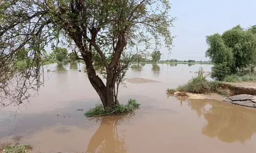 Haryana : सिरसा में नहर का पानी खेतों में भरने से किसान परेशान Haryana : सिरसा में नहर का पानी खेतों में भरने से किसान परेशान
