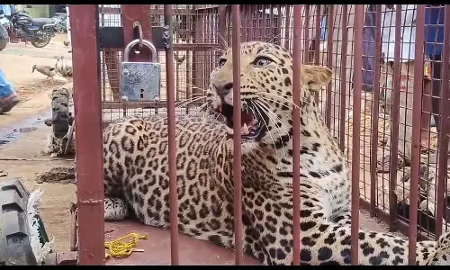 Tiptur : एज़्योर पोस्ट ऑफिस में तेंदुआ पकड़ा गया