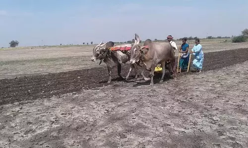 Karnataka : मक्का फसल का रकबा 18 हजार हेक्टेयर बढ़ा Karnataka : मक्का फसल का रकबा 18 हजार हेक्टेयर बढ़ा