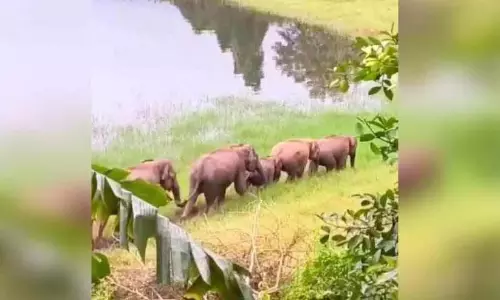 पलक्कयम घास के मैदान में जंगली जानवरों का समूह मिला, लोग डरे हुए पलक्कयम घास के मैदान में जंगली जानवरों का समूह मिला, लोग डरे हुए